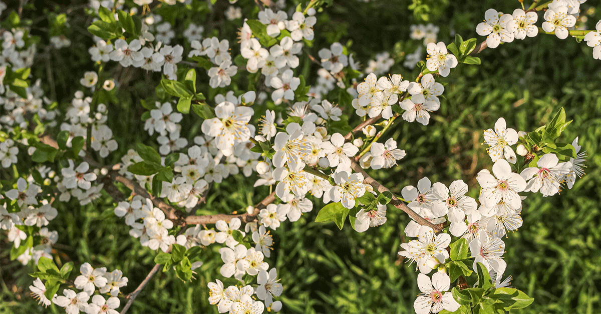 Fiori di Bach: cosa sono, a cosa servono e proprietà principali