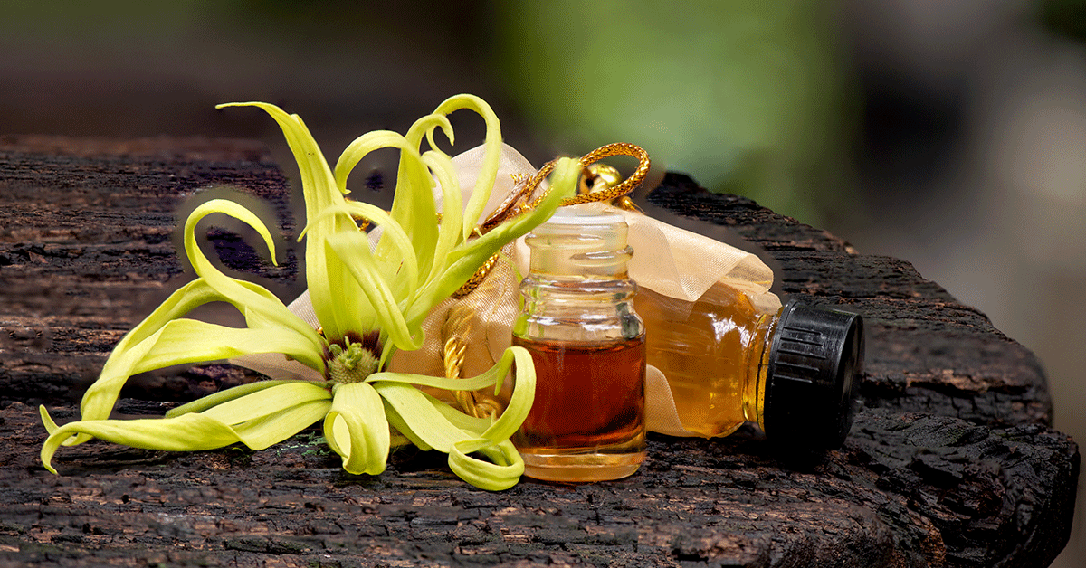 Olio essenziale di ylang ylang: caratteristiche, proprietà, modi d’uso