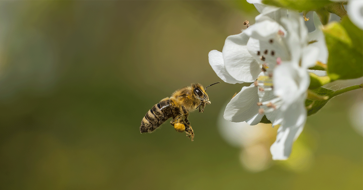 Apis mellifica in omeopatia: cos’è, a cosa serve, usi e controindicazioni