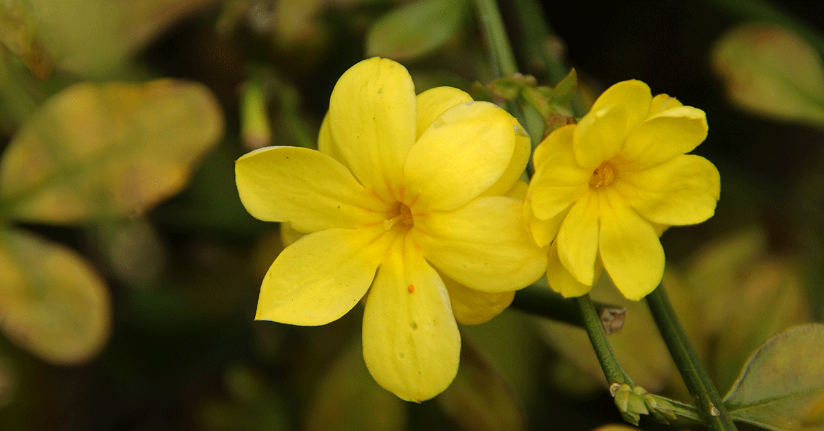 Gelsemium sempervirens in omeopatia: cos’è, a cosa serve, effetti collaterali