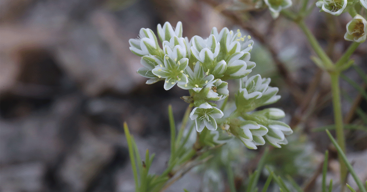 Scleranthus, fiore di Bach: proprietà, a cosa serve e posologia