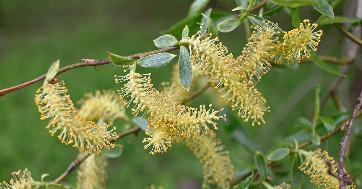 Willow, fiore di Bach: proprietà, a cosa serve e posologia