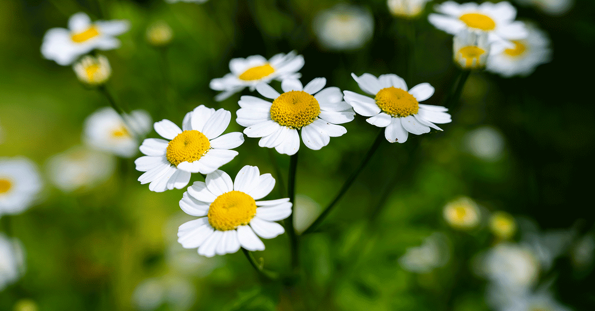 Camomilla: proprietà, benefici, rimedi naturali e uso in cosmesi