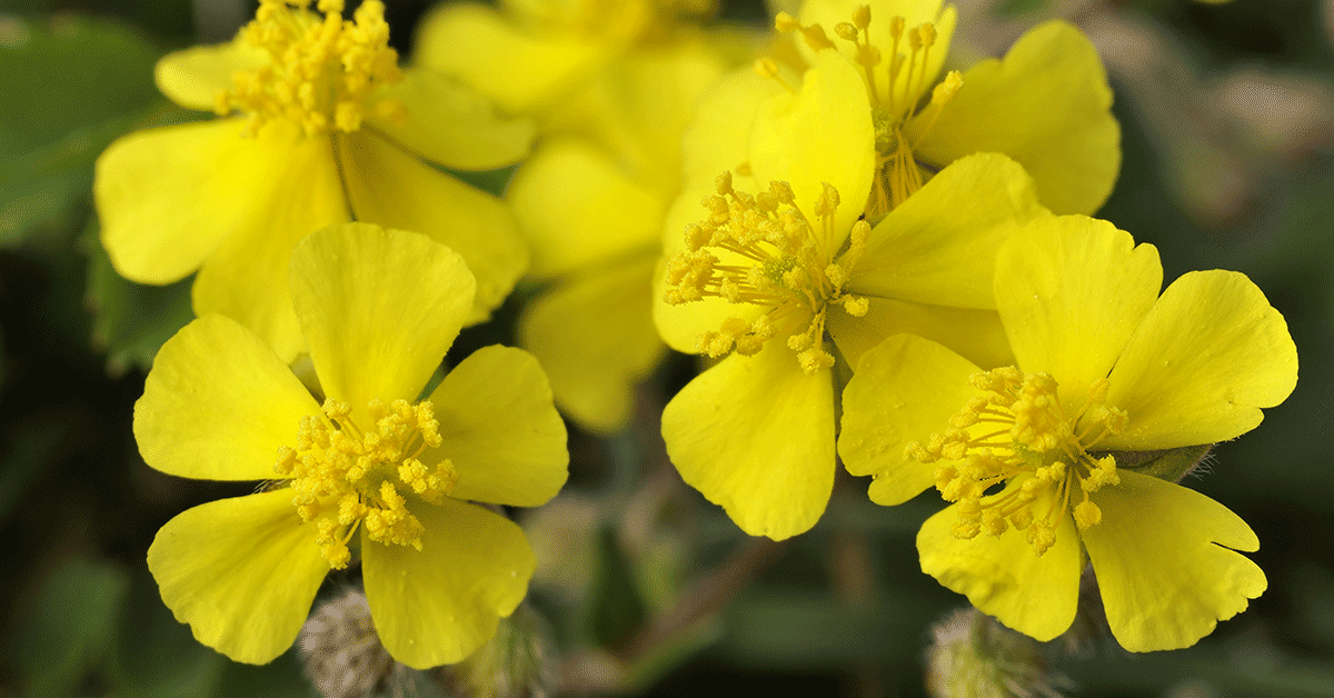 Rock Rose, fiore di Bach: cos’è, a cosa serve, a chi è indicato, posologia