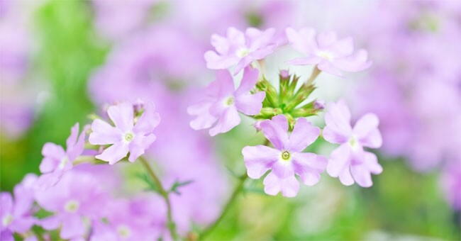 Addio stanchezza con l'olio di verbena
