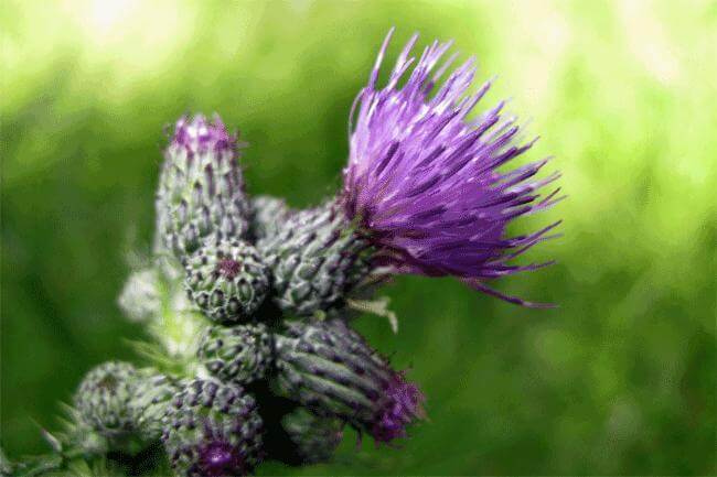 Cardo e melissa placano l'esaurimento di primavera