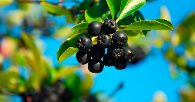 Circolazione sanguigna in salvo con le bacche di aronia