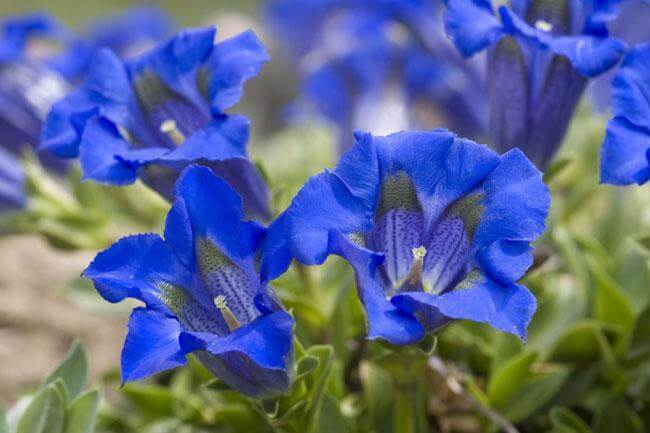 I rimedi naturali per i disturbi digestivi
