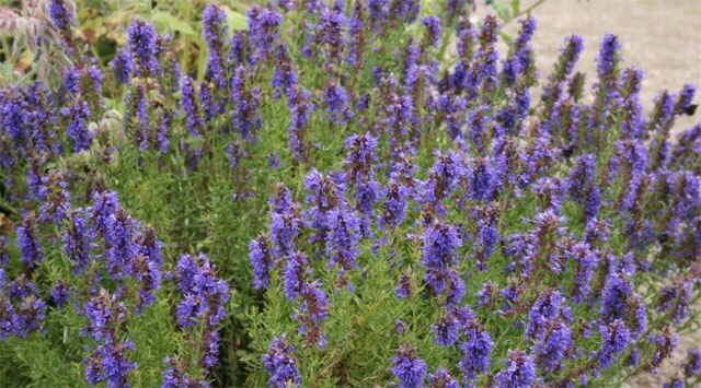 Issopo, l'olio che apre i polmoni