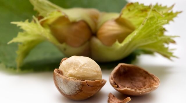 Nocciolo,  l'alleato dei bronchi