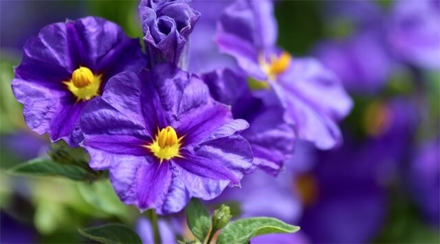 Un fiore australiano risveglia l'energia