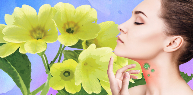 Il tuo sciroppo naturale per tosse e bronchiti è a base di Primula