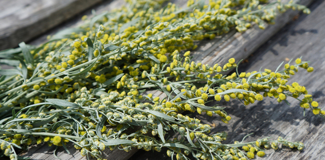 Artemisia, le sue proprietà aiutano digestione e ciclo