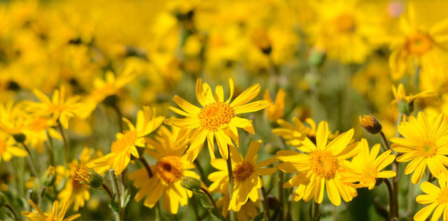 Rimedi naturali per dolori articolari e muscolari
