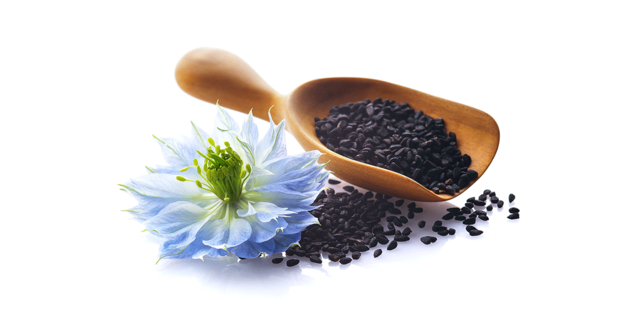 Nigella sativa: scopri la pianta, i suoi principi attivi e le proprietà