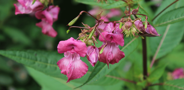 Impatiens, fiore di Bach: a cosa serve, a chi è indicato e posologia