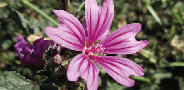 Mucillagine di malva: proprietà, a cosa serve e controindicazioni