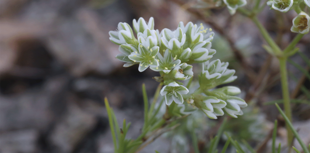 Scleranthus, fiore di Bach: proprietà, a cosa serve e posologia