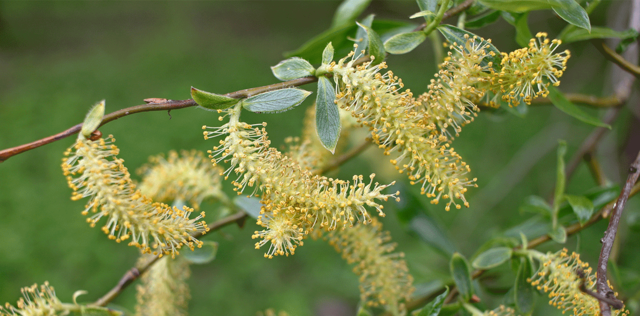 Willow, fiore di Bach: proprietà, a cosa serve e posologia