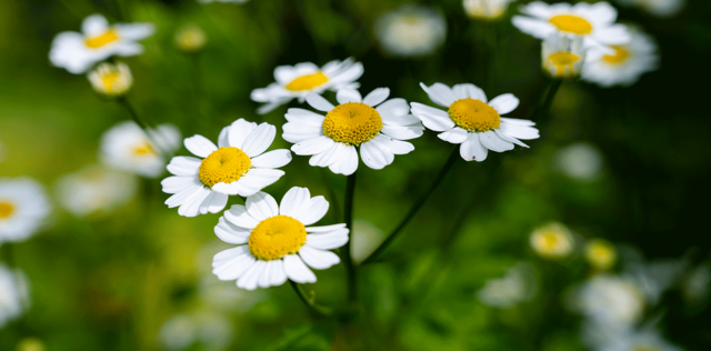 Camomilla: proprietà, benefici, rimedi naturali e uso in cosmesi