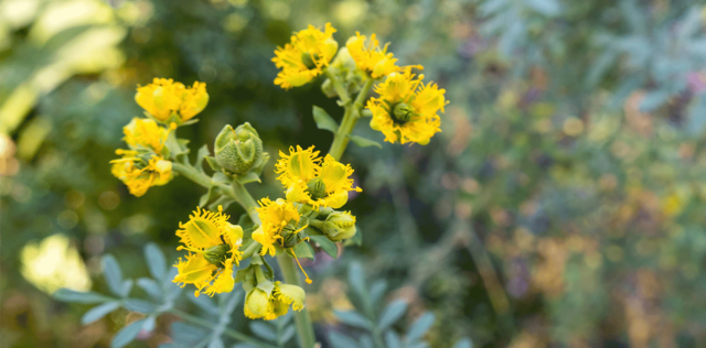 Ruta graveolens: a cosa serve e come usarla in fitoterapia e omeopatia