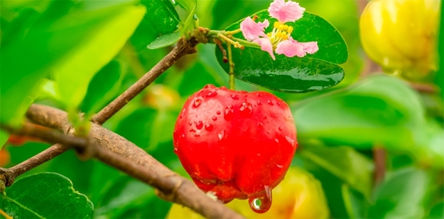 Acerola, l'integratore che ferma gli ultimi virus