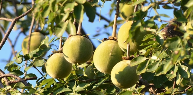 Baobab, il gigante benefico
