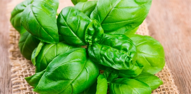 Col basilico addio alla stanchezza da caldo