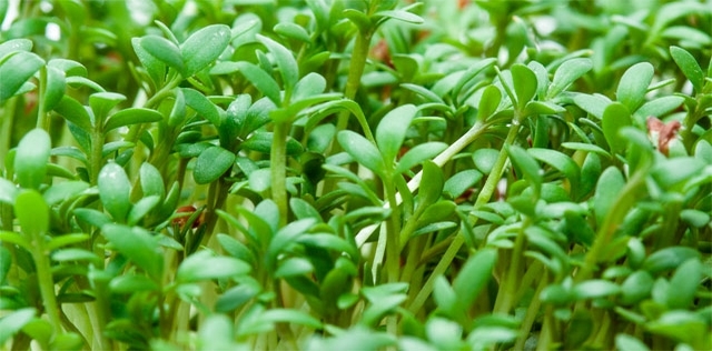 Crescione, l'insalata della salute