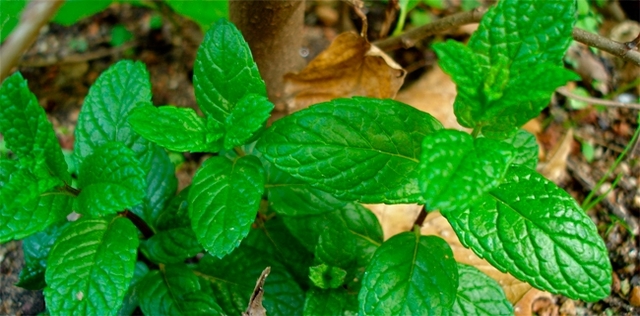 Dolori articolari? Ti serve la menta romana