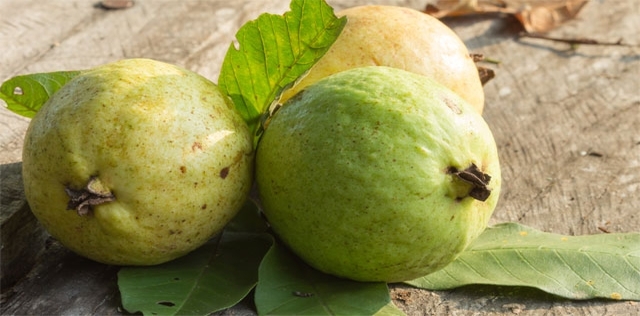 Guava, elisir salva polmoni