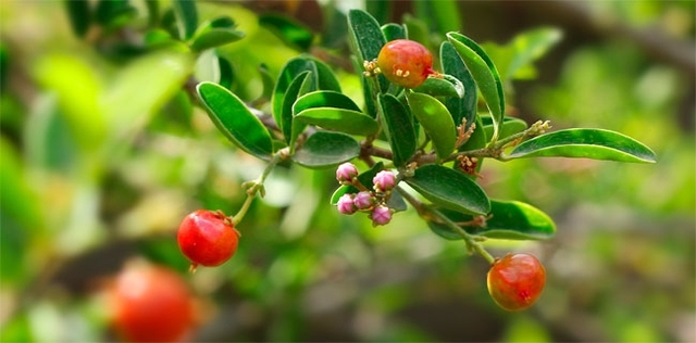 L'integratore di acerola libera il naso e riaccende la vitalità