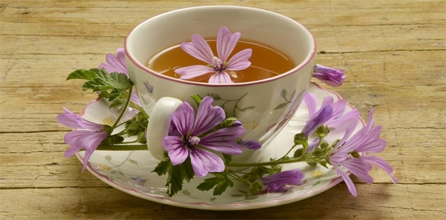 Malva, la regina d' inverno