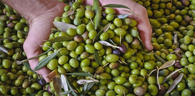 Dieta delle olive: mangiale per restare in forma