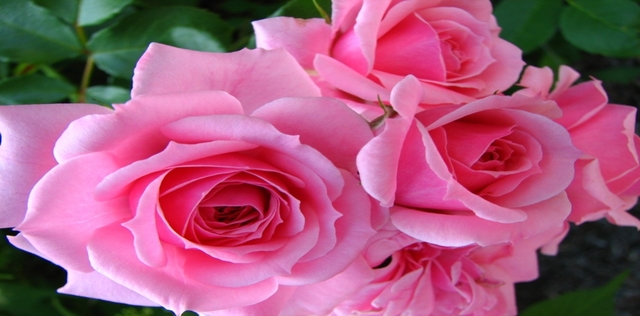 Petali di rosa, dall'insonnia al fegato ecco tutto ciò che puoi curare