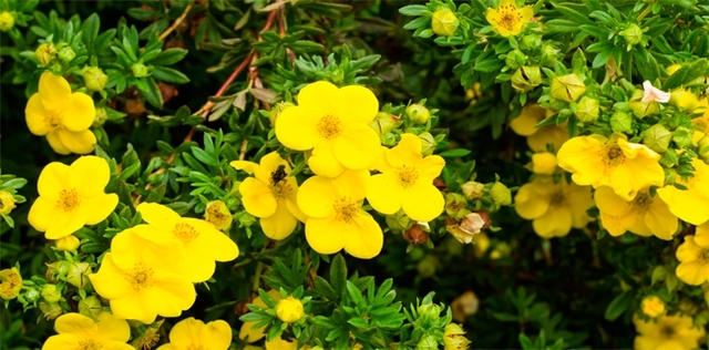 Potentilla, l'erba che placa febbre e dissenteria