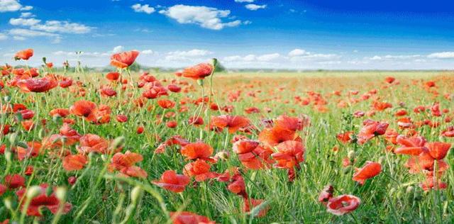 Quando la primavera ti salta al naso