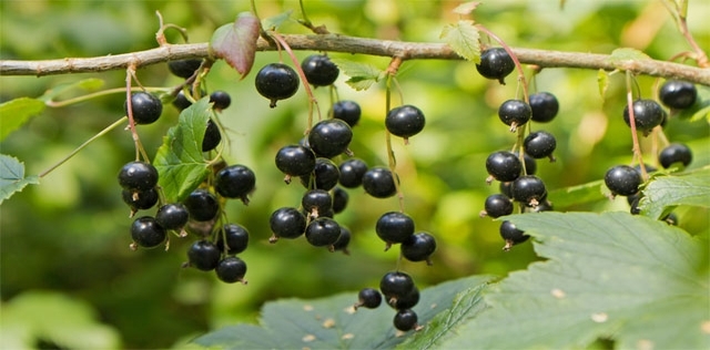 Ribes nero, alleato naturale del primo autunno