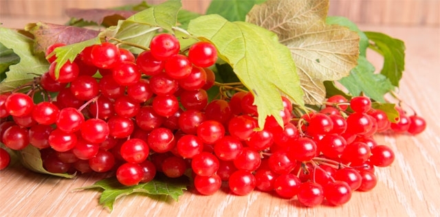 Schisandra, gran tonico per l'ultimo freddo