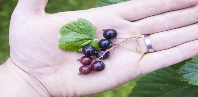 Stop alla psoriasi con la fitoterapia