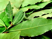 Alloro