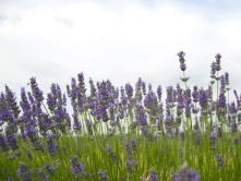 Lavanda